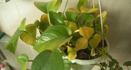 绿萝叶子尖发黄|绿萝多久浇一次水|绿萝叶子尖