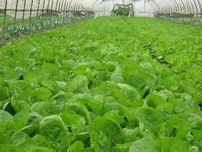 大棚蔬菜喷施叶面肥 大棚蔬菜喷施叶面肥