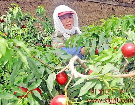 油桃叶面肥选择标准