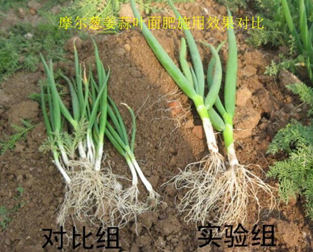 大葱叶面肥施用效果对比