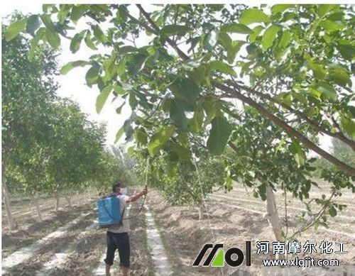 果树喷施叶面肥步骤