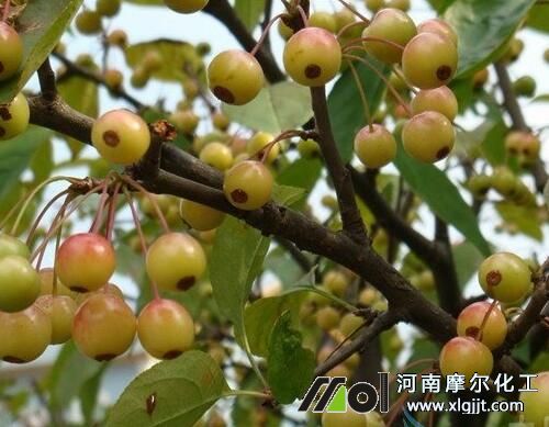 果树最好叶面肥的选择