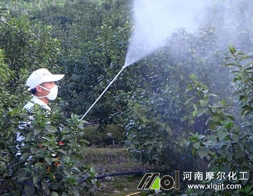沙糖桔叶面肥喷施技巧