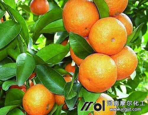 沙糖桔需肥规律