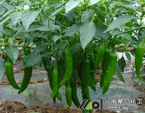 辣椒结果期施肥方法