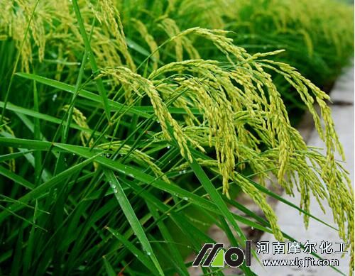 水稻分蘖期喷施叶面肥