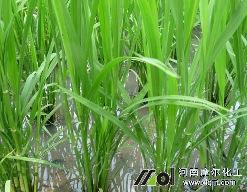 水稻返青期喷施叶面肥