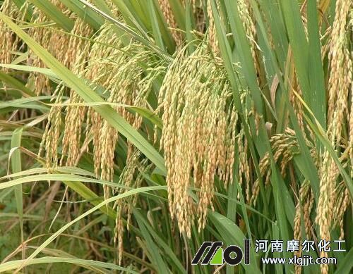 水稻幼穗期喷施叶面肥