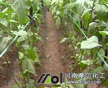 喷施叶面肥前表现