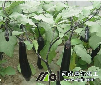 茄子专用叶面肥使用效果