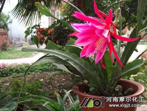 令箭荷花施肥及病害防治