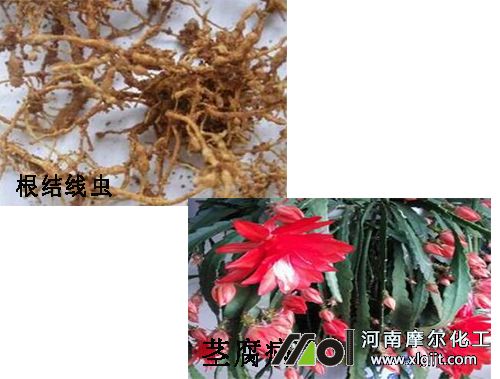 令箭荷花常见病害