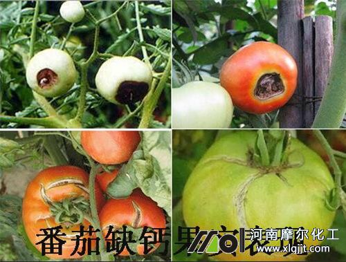 番茄缺钙症状表现?喷哪种叶面肥效果好