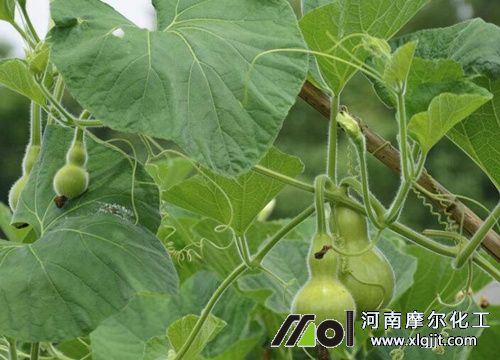 葫芦生长需什么肥料?施什么叶面肥好?