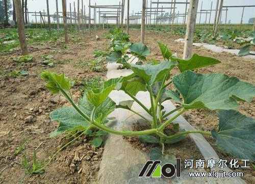 葫芦结瓜期追肥