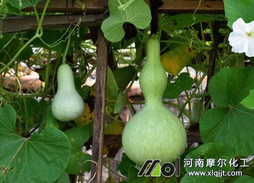 葫芦需肥特点