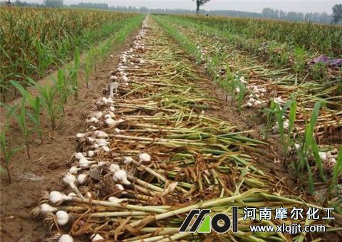 大蒜能打叶面肥