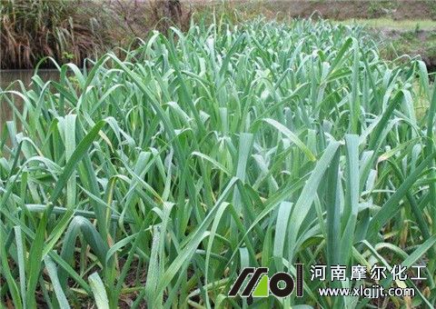 大蒜能打叶面肥