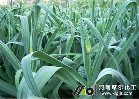 大蒜能打叶面肥