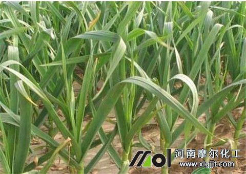 大蒜能打叶面肥
