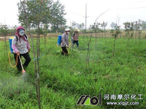 植物精油除草效果