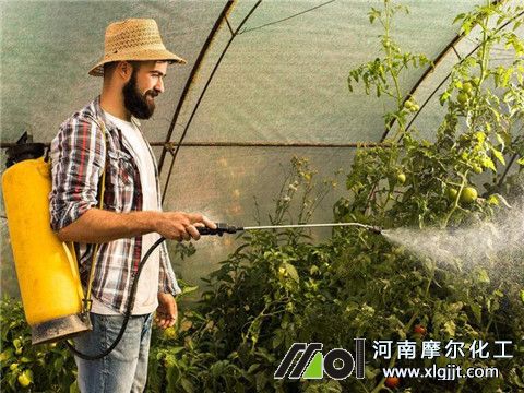 植物精油杀虫效果