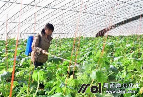 大棚喷施叶面肥注意