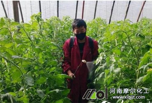 大棚叶面肥选择