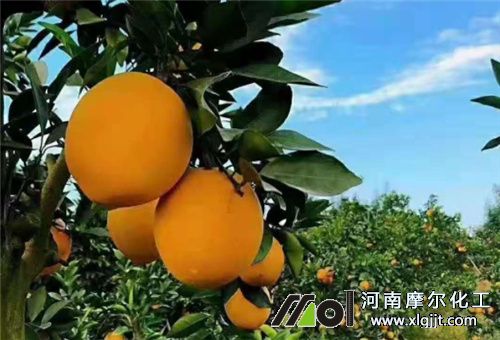 脐橙叶面追肥注意