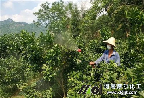 脐橙叶面追肥注意