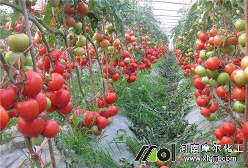 促进番茄光合方法