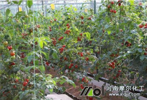 促进番茄光合方法