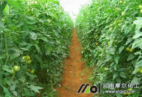 西红柿管理要点
