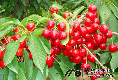 樱桃叶面喷施见效