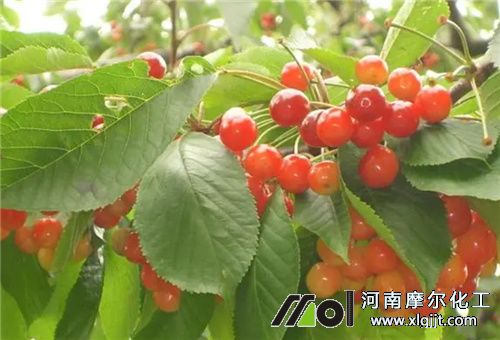 叶面肥喷施多久管用