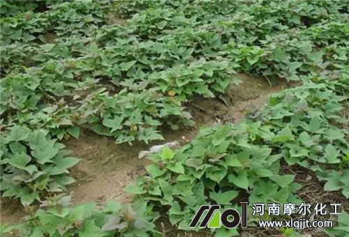 红薯喷啥叶面肥增产