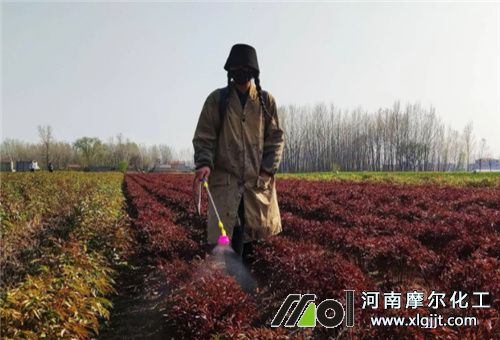 叶面肥是否能抗旱