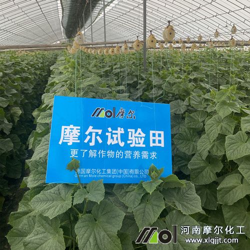 摩尔黄瓜试验田1