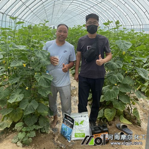 摩尔黄瓜试验田2