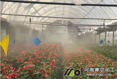 叶面肥能否替代根施肥