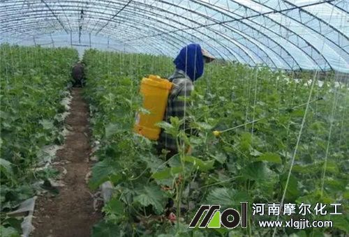 叶面肥能否替代根施肥